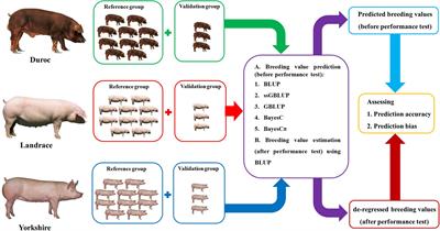 Genomic Prediction of Average Daily Gain, Back-Fat Thickness, and Loin Muscle Depth Using Different Genomic Tools in Canadian Swine Populations